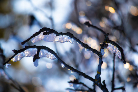 新的 自然 十二月 美丽的 森林 假日 冬天 熔化 桦木