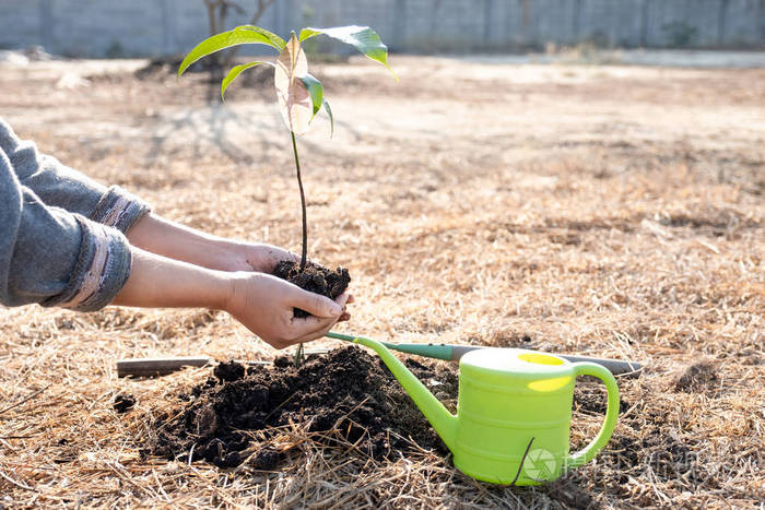 年轻女子亲手种树概念世界环境日