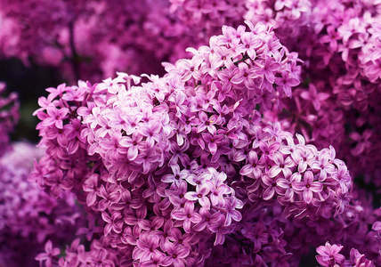 花的 颜色 特写镜头 花瓣 丁香花 浪漫的 盛开 开花 紫罗兰