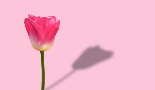 Pink tulip with shadow on pink background. 