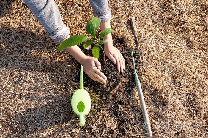 年轻女子亲手种树概念世界环境日