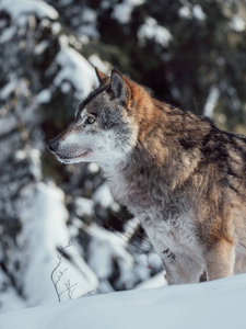 毛皮 冬天 森林 寒冷的 动物 野生动物 食肉动物 狩猎