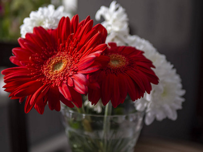 红色非洲菊在一个小花瓶，宏，柔和的焦点