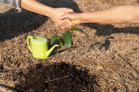 植树环保老人的手和年轻妇女的手在互相帮助植树后握手,世界环境日,将