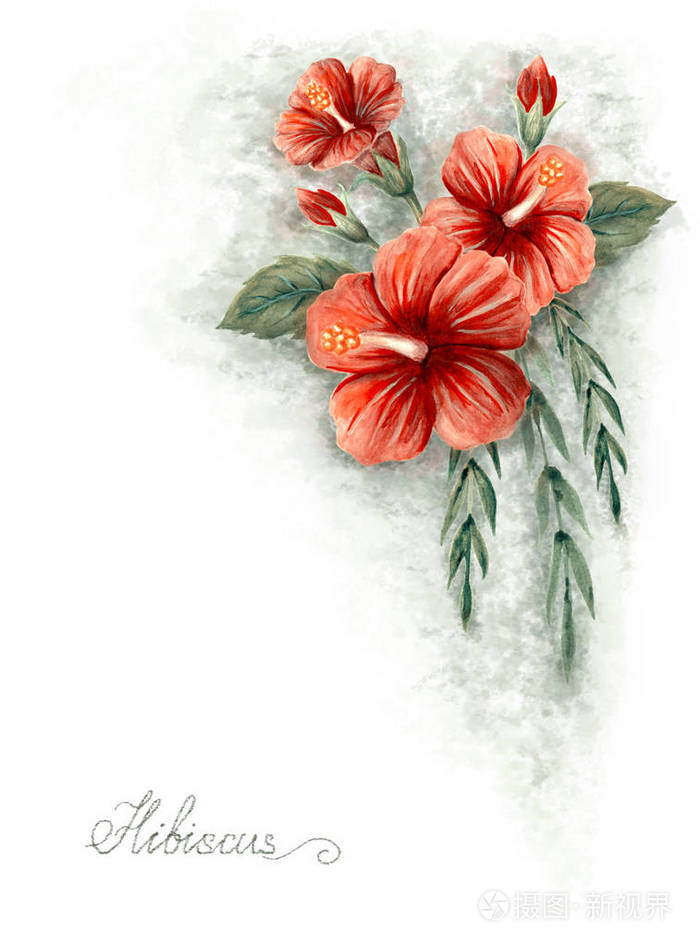 芙蓉花水彩画照片 正版商用图片29d03k 摄图新视界