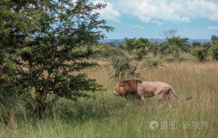 一头巨大的非洲狮子从树上下来咆哮着深入非洲大草原