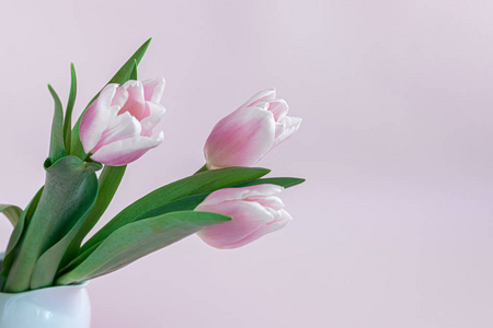 一束粉红色的郁金香作为节日礼物。妇女节，情人节，姓名日。在粉红色的背景上。