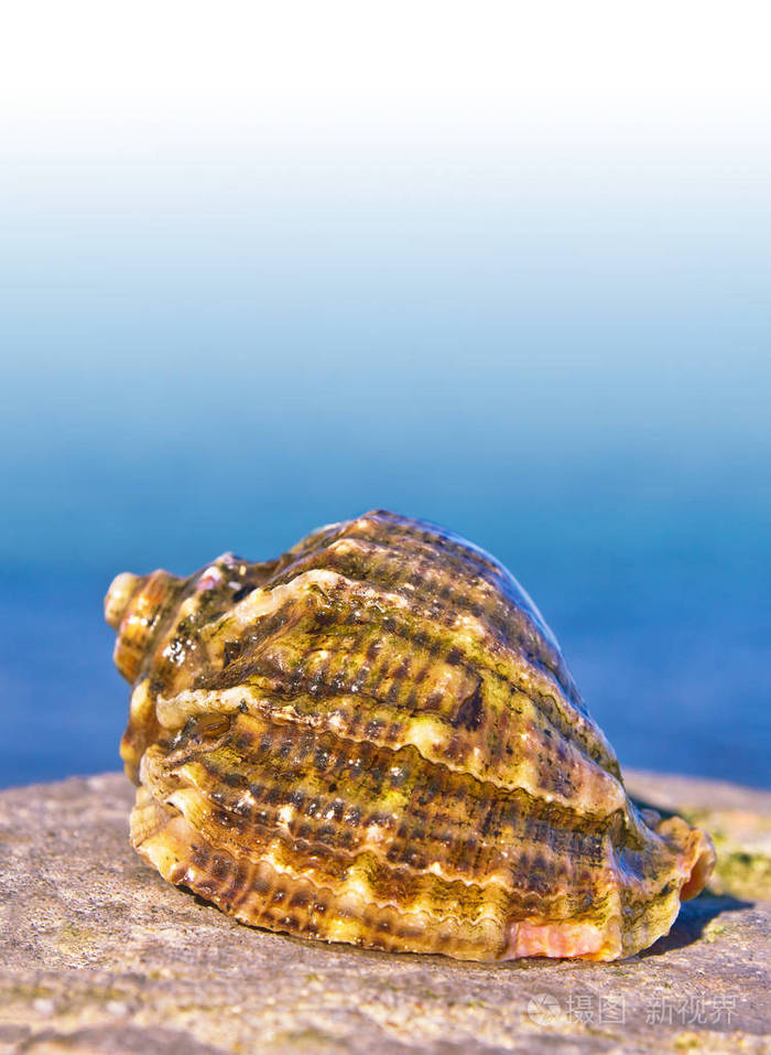 海栖软体动物贝壳