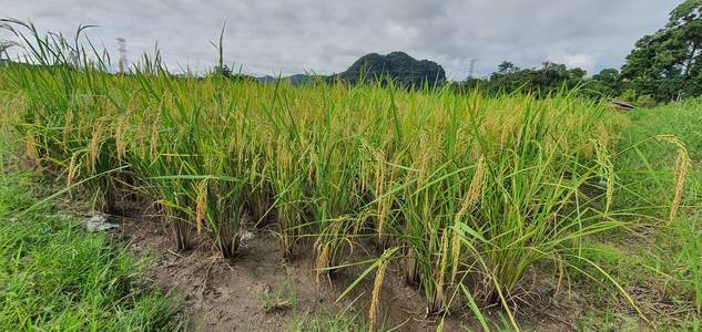 古晋 植物 椰子 季节 帕迪 小山 小屋 稻谷 自然 马来西亚