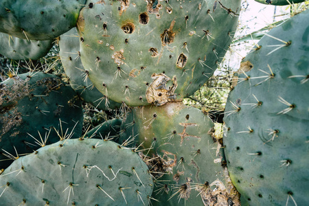 葡萄牙阿尔加维刺梨仙人掌特写照片
