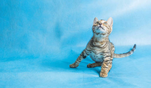 肖像 动物 斑猫 美丽的 宠物 猫科动物 可爱的 小猫 爪子