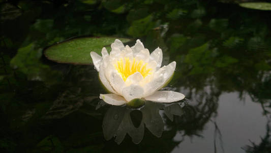 池塘里漂浮的白色睡莲。