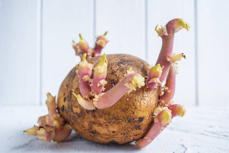 发芽的土豆.春天,嫩芽孕育出新生命.在地面上工作.农业.宏镜头.