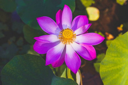 美丽莲花的特写镜头。池中紫莲。花卉背景。