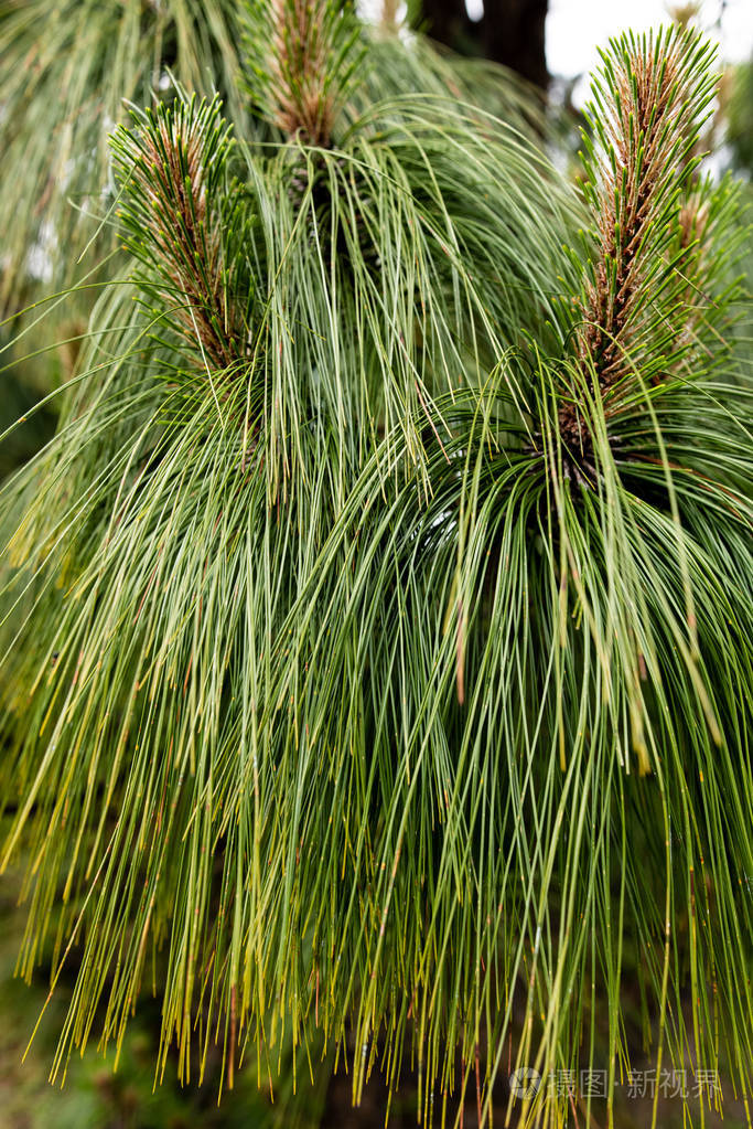 图片右侧的绿针松特写照片树枝末端的小松果背景松针模糊