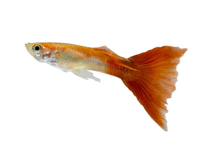 古比白色背景的古比鱼摄影图