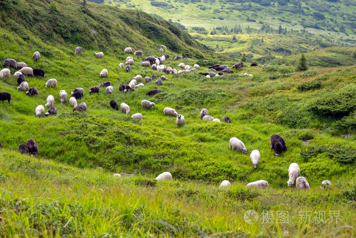 山羊在山坡上吃草图片图片