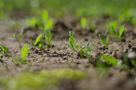 Little green sprouts appeared from the ground 