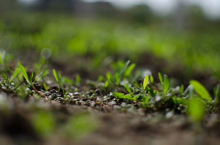 Little green sprouts appeared from the ground 