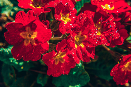 盛开的报春花图片