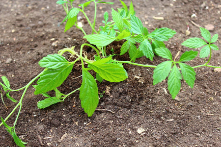 健康 治疗 医学 花园 自然疗法 植物 自然 树叶