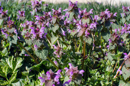 Little spring flowers outdoors for background 