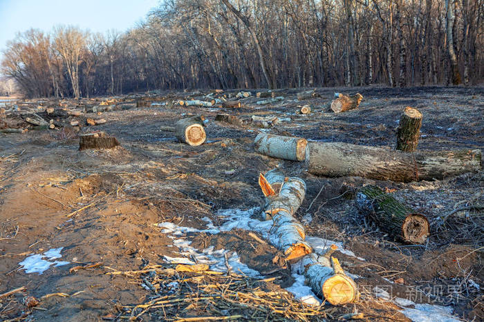 破坏 凌乱 资源 原木 灾难 自然 树皮 伐木工人 春天