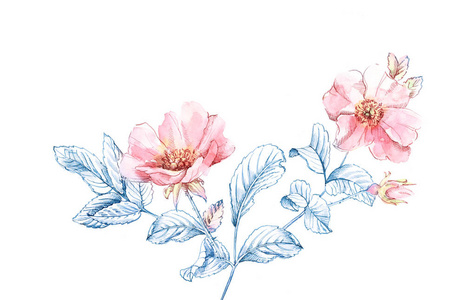 大花和蓝墨叶子.纯白色植物手绘插图,用于化妆品,婚礼,贺卡照片