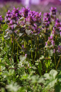 Little spring flowers outdoors for background 