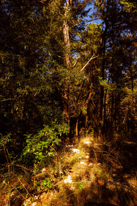 自然 秋天 季节 树叶 环境 木材 风景 阳光 美丽的 森林