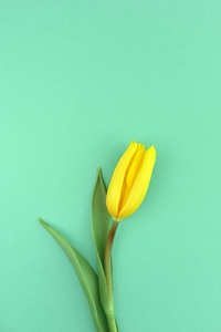 一朵黄色郁金香，背景是绿色。母亲节妇女节婚礼和情人节快乐。带复印空间的贺卡