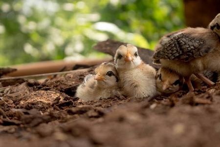 野生红丛林猫头鹰Gallus Gallus的特写小鸡