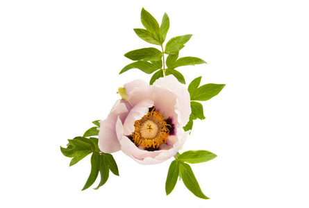 peony with leaves isolated 