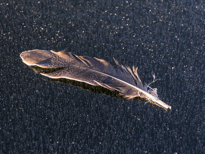 gray bird feather 