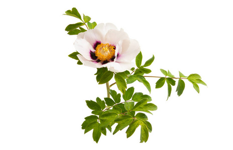 peony with leaves isolated 