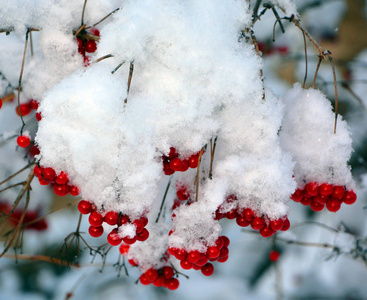 天气 冬天 植物 季节 特写镜头 晶体 美丽的 浆果 森林