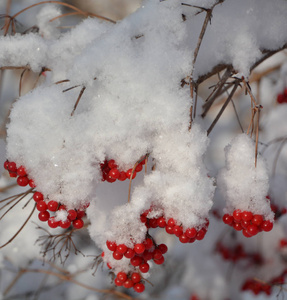 植物 暴风雪 晶体 风景 降雪 寒冷的 季节 圣诞节 森林