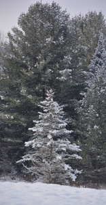 森林 新的 美女 圣诞节 季节 风景 松木 冷杉 云杉 公园