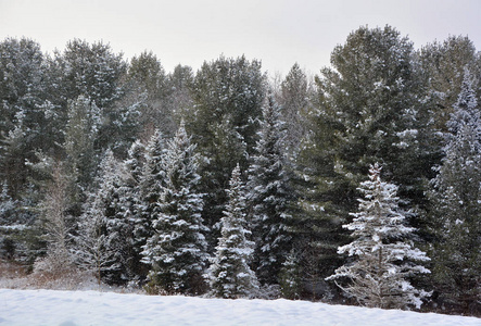 自然 圣诞节 森林 天空 风景 季节 场景 冷杉 美女 寒冷的
