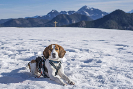 冬季小猎犬之旅图片