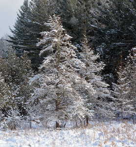 冷冰冰的 圣诞节 美丽的 公园 自然 分支 天气 森林 寒冷的