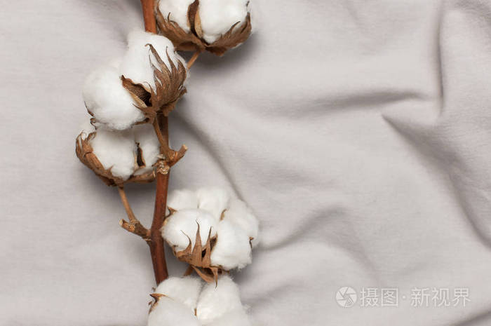 灰色织物上的漂亮棉枝顶视图复制空间天然棉织物质感精致的白色棉花