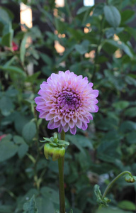 开花 夏天 美丽的 美女 领域 花瓣 花园 植物 植物区系