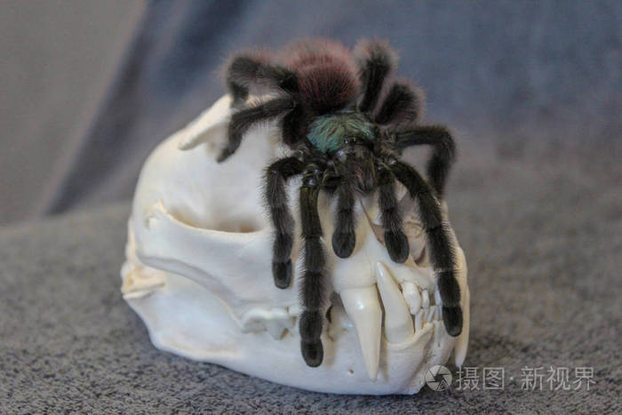 可怕的大蜘蛛坐在动物的白色头骨上