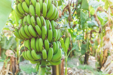 新鲜的绿色香蕉生长在树上照片