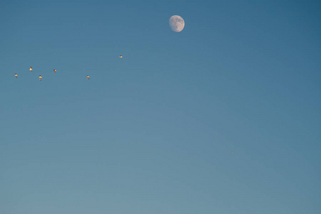 空气 风景 行星 动物 月亮 野生动物 夏天 天空 航班