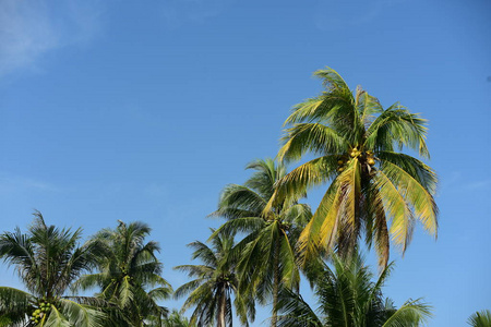 海洋 假日 旅行 美丽的 太阳 椰子 夏天 天堂 天空 自然