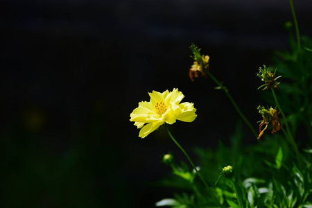 百合花 夏天 开花 睡莲 美丽的 紫色 自然 公园 植物