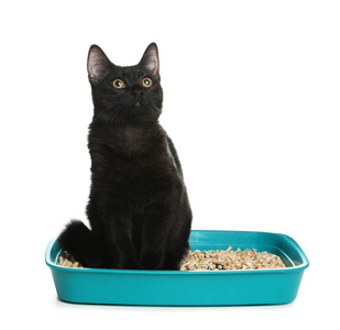 可爱的黑猫在白色背景的垃圾箱里照片
