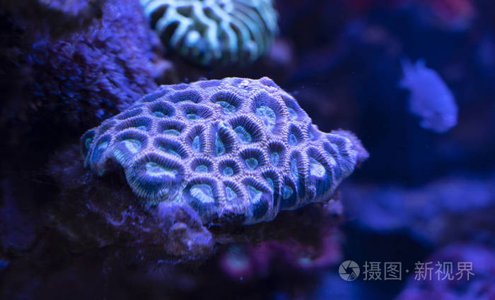 水下居民五颜六色的大珊瑚蓝色的背景